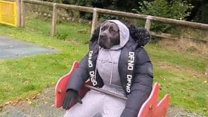 chi è questo cane vestito da umano che guadagna oltre 1.000 dollari al mese