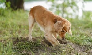 Grazie al suo cane scopre un misterioso bottino