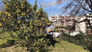 Georges si rifiuta di vendere il suo frutteto