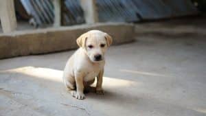 Vittima di una truffa, paga 6.200 euro per adottare un cucciolo