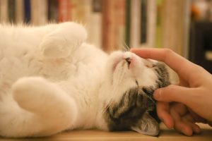 18.200 € al mese per prendersi cura di un gatto questa sorprendente offerta di lavoro fa sognare migliaia