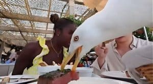 Paga una bistecca 100 €... un gabbiano piomba e gliela ruba sotto gli occhi il video fa impazzire i social!